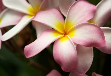 pembe plumeria çiçekler