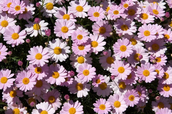 Patch of Pink Daisies — Stock Photo, Image