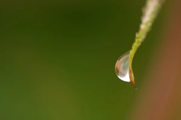 Matin fond nature avec belle goutte — Photo