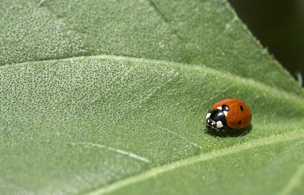 Macro de um LadyBug em uma folha — Fotografia de Stock
