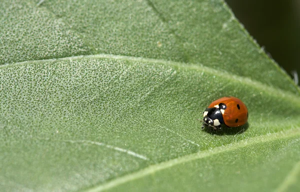 Macro de una mariquita en una hoja — Foto de Stock