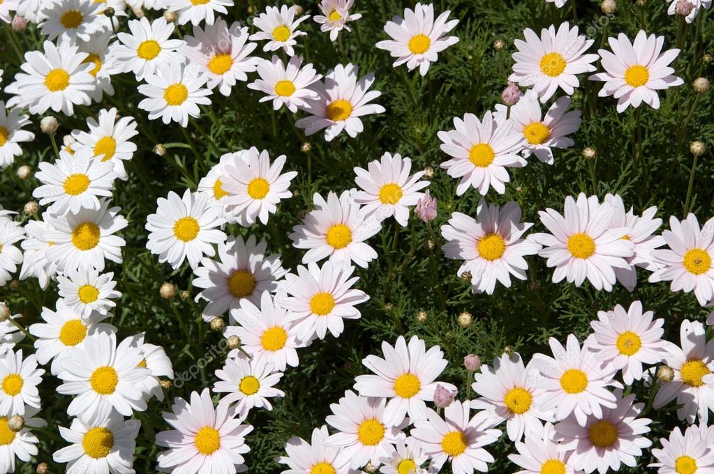 Patch of Daisies Stock Photo by ©33ft 35701389