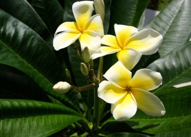 Sarı plumeria çiçekler
