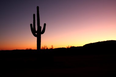 phoenix yakınındaki tepelerde saguaro kaktüsü