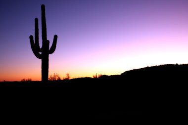 phoenix yakınındaki tepelerde saguaro kaktüsü