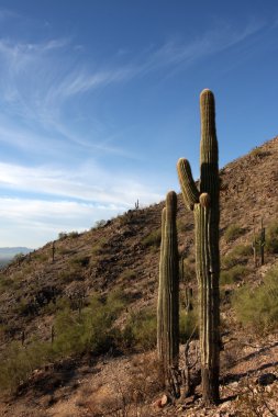 phoenix yakınındaki tepelerde saguaro kaktüsü