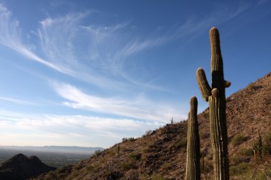 phoenix yakınındaki tepelerde saguaro kaktüsü