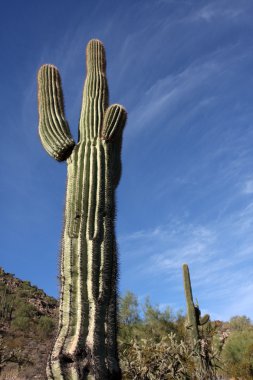 phoenix yakınındaki tepelerde saguaro kaktüsü