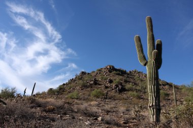 phoenix yakınındaki tepelerde saguaro kaktüsü