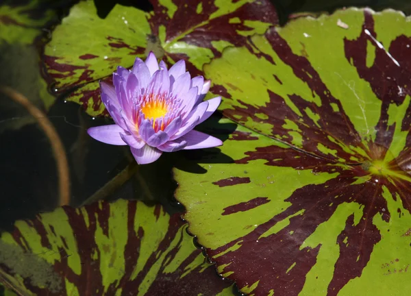 Lys d'eau violet — Photo