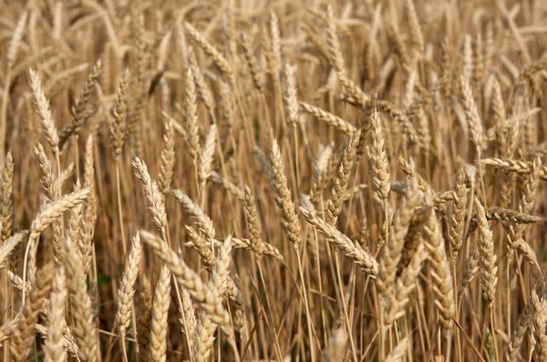 Vetefält — Stockfoto