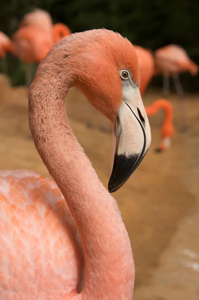 Fenicottero rosa — Foto Stock