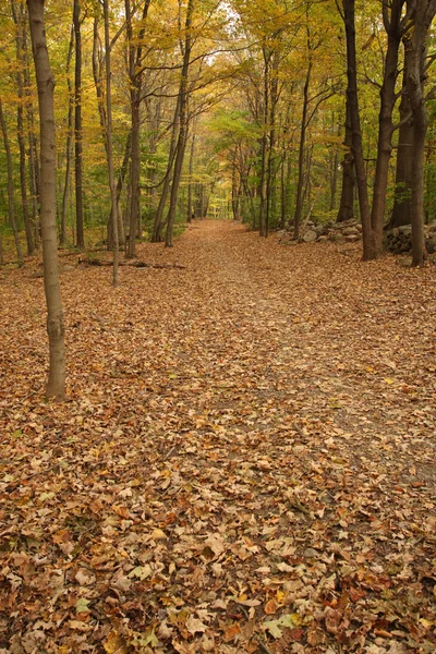 Camino forestal en otoño — Foto de Stock