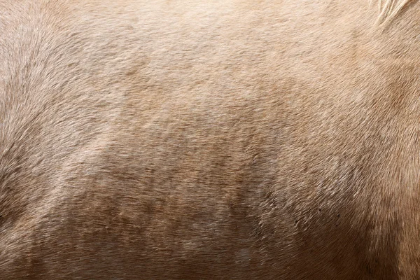Pferdefell Hintergrund — Stockfoto