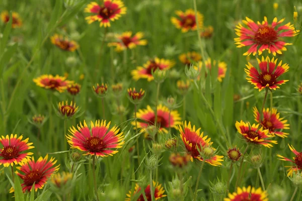 Texas wildblumen — Stockfoto