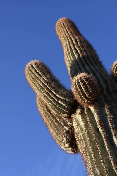 피닉스 근처 언덕에 saguaro 선인장 — 스톡 사진