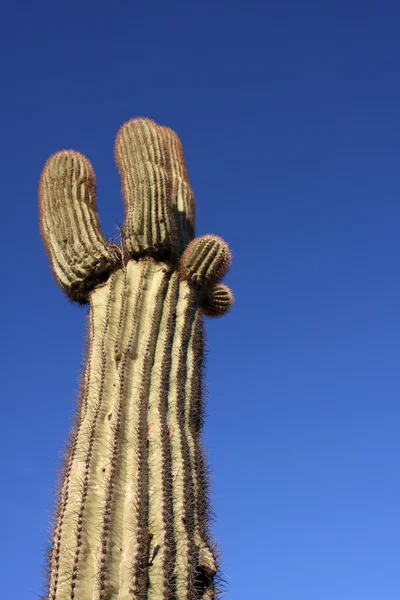 Saguaro cactus in de heuvels in de buurt van phoenix — Stockfoto