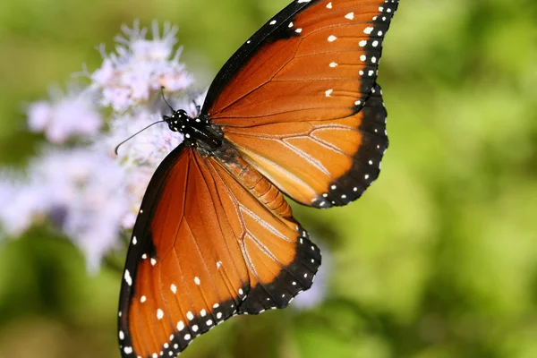 Ala de mariposa monarca — Foto de Stock