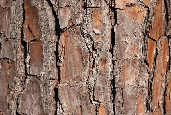 Schors van de pijnboom boom voor achtergrond — Stockfoto