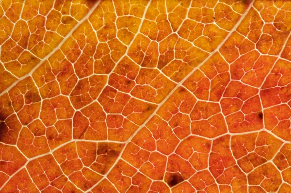Makro bir sonbahar yaprak — Stok fotoğraf