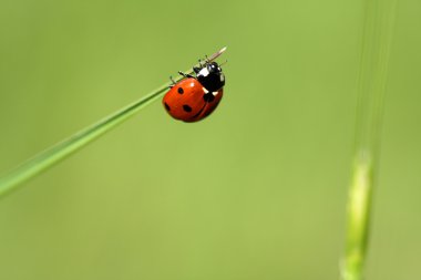 LadyBug on a blade of grass clipart