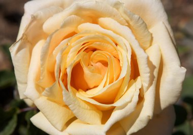 bir gül yaprakları