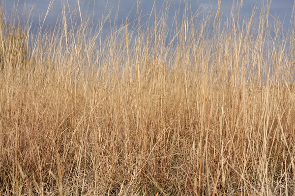 가 대초원의 말린된 잔디 — 스톡 사진