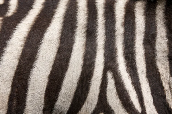 Zebra Fur Background — Stock Photo, Image
