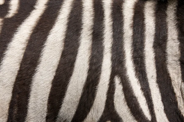 Latar Belakang Zebra Fur — Stok Foto