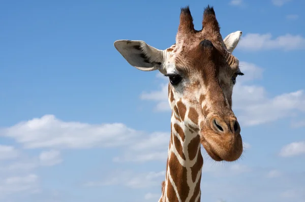 Giraffe — Stockfoto