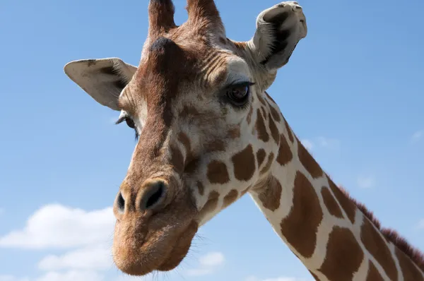 Цікаво giraffe — стокове фото