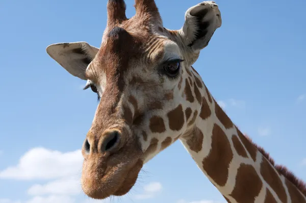 Neugierige Giraffe — Stockfoto