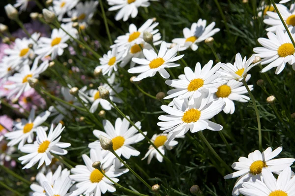 Patch of White Daisies — Stock Photo, Image