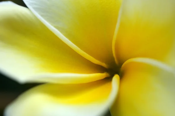 Цветок Плюмерии — стоковое фото