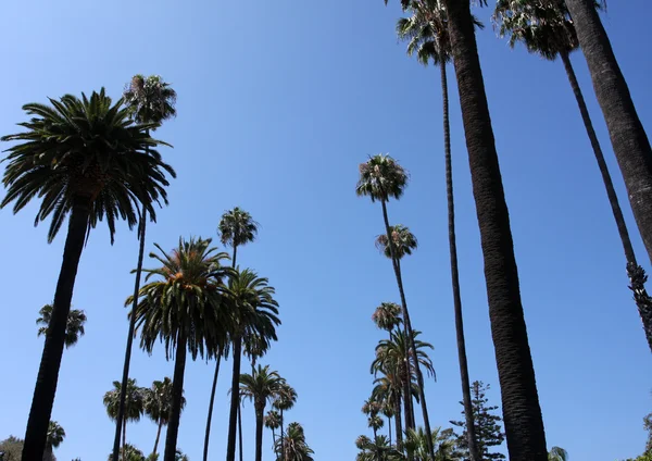 Beverly hills yakınlarında palmiye ağaçları — Stok fotoğraf