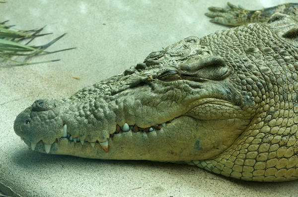 Saltwater Crocodile Resting Stock Image
