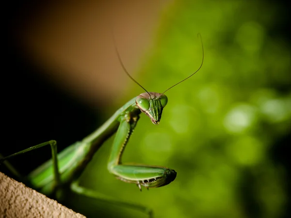 螳螂 — 图库照片
