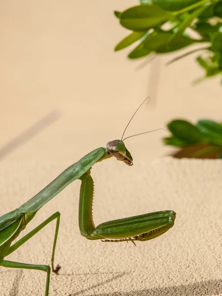 Mantis de oração — Fotografia de Stock