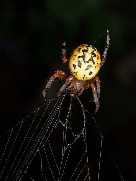 Black and Yellow Garden Spider — Stock Photo, Image