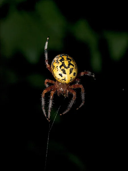 கருப்பு மற்றும் மஞ்சள் தோட்ட ஸ்பைடர் — ஸ்டாக் புகைப்படம்