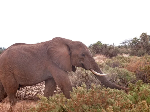 Slon na safari, Keňa, Afrika — Stock fotografie