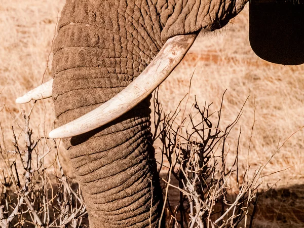 Elefant auf Safari, Kenia, Afrika — Stockfoto