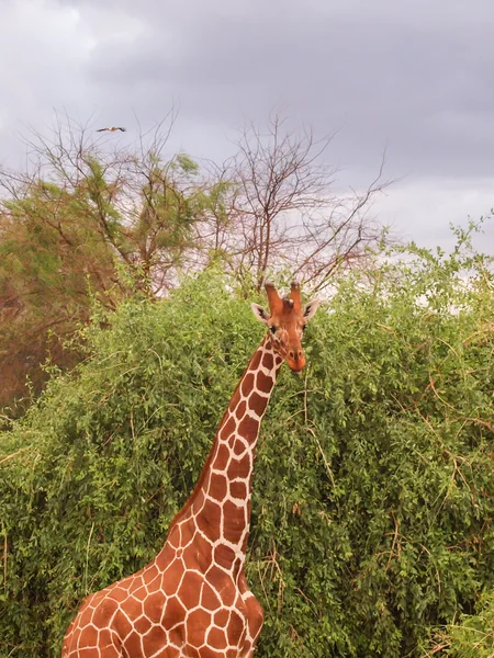 Žirafa na safari, Keňa, Afrika — Stock fotografie