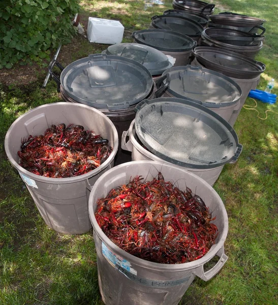 Crawfish Faire bouillir — Photo