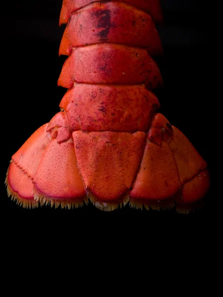 龙虾 — 图库照片