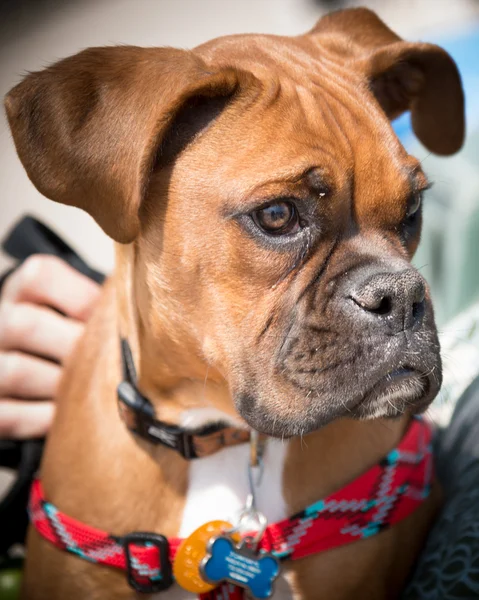 Closeup portrait dog Stock Picture