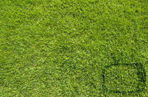 Ícone de televisão na textura de grama verde e fundo — Fotografia de Stock