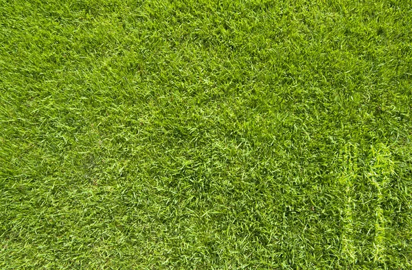 緑の草のテクスチャと背景のフォークとスプーンのアイコン ロイヤリティフリーのストック写真