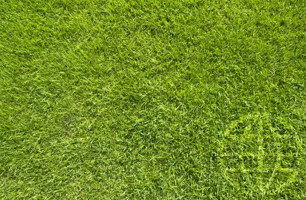 Icône globale sur l'herbe verte texture et fond — Photo