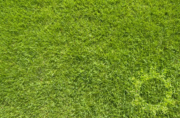 Icône d'engrenage sur l'herbe verte texture et fond — Photo
